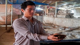 Giun quế - Giải pháp cải thiện môi trường trong chăn nuôi