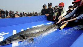 Năm 2021, Trung Quốc sẽ gia hạn lệnh cấm đánh bắt cá ở cửa sông Dương Tử