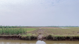 Đông Hưng - Thái Bình: Chậm báo cáo kết quả kiểm tra việc bán đất ruộng trái phép tại xã Minh Tân