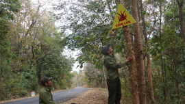 Đắk Nông: Chủ động công tác phòng chống cháy rừng mùa khô