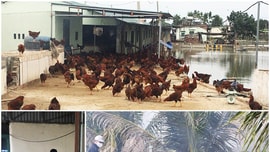 Quảng Ninh: Tiêu hủy gần 1.000 con gà nhiễm cúm gia cầm H5N6