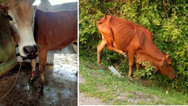 Quảng Bình: Hàng trăm con trâu, bò bị nhiễm bệnh viêm da nổi cục