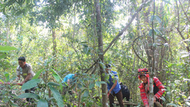 Nhìn lại công tác quản lý bảo vệ rừng tỉnh Điện Biên năm 2020