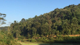 Điện Biên: Chi trả tiền dịch vụ môi trường rừng thông qua tài khoản ngân hàng