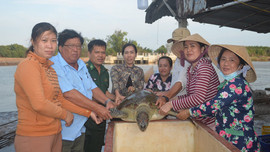 Bến Tre: Thả cá thể rùa nặng 45 kg quý hiếm về biển