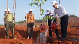 Đắk Nông: Phát động chương trình trồng 1 tỷ cây xanh