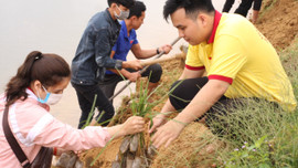 Thừa Thiên Huế: Trồng cỏ vetiver chống sạt lở, xói mòn đất