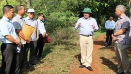 Đắk Nông: Kiểm tra, chỉ đạo xử lý vụ lấn chiếm rừng phòng hộ thuỷ điện Đắk R’Tih