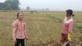 Huyện Điện Biên: Dồn điền đổi thửa – giải pháp nâng cao năng suất cây trồng