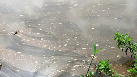 Gia Lai: Người dân “nghi” nhà máy đường An Khê xả nước thải chưa xử lý ra môi trường