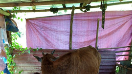 Lai Châu: Quyết liệt các biện pháp phòng chống bệnh viêm da nổi cục trên trâu bò