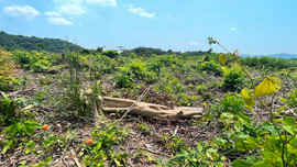Vụ “Rừng phòng hộ hồ Rào Đá bị chặt phá tại Quảng Bình”: Đã xác định được chủ rừng