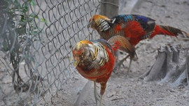 Các tổ chức phi chính phủ đề xuất 6 giải pháp bảo tồn các loài chim