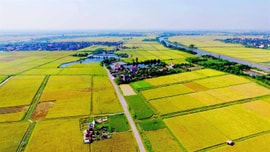 Tổ chức kinh tế nhận chuyển nhượng đất nông nghiệp có những quyền gì?