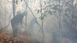 Đà Nẵng: Cảnh báo nguy cơ cháy rừng cấp cao nhất