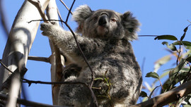 Australia xem xét liệt gấu túi vào danh sách có nguy cơ tuyệt chủng