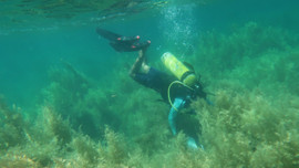 Quan trắc đánh giá rạn san hô và nguồn lợi thủy sản Vịnh Quy Nhơn 