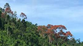 Quảng Nam:  Ngăn chặn tình trạng khai thác “lộc rừng” kiểu tận diệt