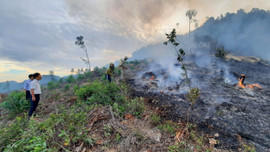 Cháy rừng thông hàng chục năm tuổi ở Thừa Thiên Huế