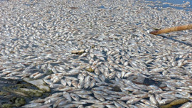 Đà Nẵng: Cá chết nổi trắng trên mặt sông Cổ Cò
