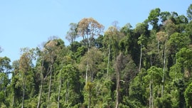 Cây ươi - Lộc trời trên dãy Trường Sơn