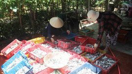 Người dân miền biển Thừa Thiên Huế chế biến hàng tấn cá gửi vào bà con TP.HCM