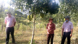 Nam Giang (Quảng Nam):  Khai thác hiệu quả tài nguyên đất, thoát nghèo bền vững