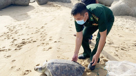Thả cá thể rùa quý hiếm nặng 25kg về môi trường biển