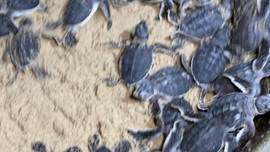 53 chú rùa biển chào đời lần đầu tiên tại Bình Định 