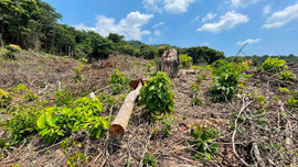 Quảng Bình: Thành lập BQL Dự án Quản lý rừng bền vững và Bảo tồn đa dạng sinh học