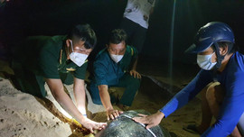Bình Định: Chuyện những người “đỡ đẻ’ cho rùa biển