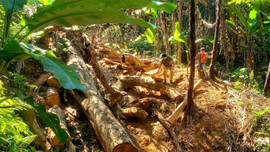 Thừa Thiên Huế: Kỷ luật nhiều cán bộ xã ở miền núi “ăn bớt” tiền bảo vệ rừng của dân