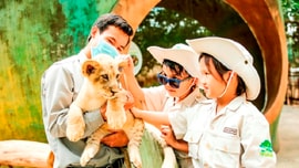 24 giờ của “bố hổ”, “mẹ sư tử” ngoài đời tại Vinpearl Safari