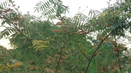 Cây mai dương - mối đe dọa môi trường và đa dạng sinh học ở Điện Biên