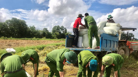 Quảng Trị: Người dân cách ly phòng dịch, Công an xuống đồng gặt lúa giúp
