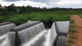 Đắk Nông: Hơn chục công trình thủy lợi bị “đảo cỏ di động” xâm chiếm