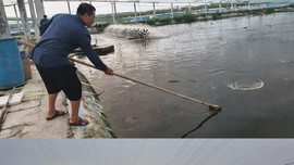 Hải Phòng: Nhiều nông sản tới kỳ thu hoạch bị thiệt hại do bão số 7