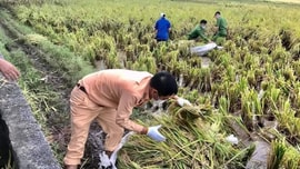 Thái Bình: Thu hoạch 54.375 ha lúa mùa trước ảnh hưởng của bão số 8