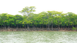 Bài dự thi “Cùng giữ màu xanh của biển”: Hồi sinh rừng ngập mặn Đồng Rui - Bài 1: Những ký ức về rừng