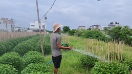 Bình Định: Nhọc nhằn nghề trồng hoa cúc