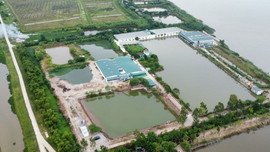 Vũ Thư - Thái Bình: Trại lợn hàng nghìn m2 xây dựng trái phép ngoài đê