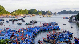 Hải Phòng: Chuyển mọi hoạt động cảng cá Cát Bà về cảng cá Trân Châu