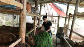 Lào Cai: Chủ động phòng chống rét cho đàn gia súc