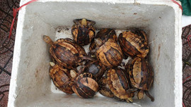 Hà Tĩnh: Người dân bàn giao 44 cá thể rùa quý hiếm để thả về môi trường tự nhiên