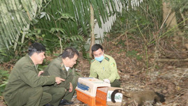 Vườn Quốc gia Cúc Phương tái thả 30 cá thể Cầy vòi mốc về tự nhiên
