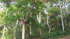 Huyện Điện Biên nâng cao công tác quản lý bảo vệ rừng