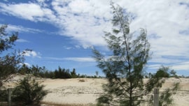 Phú Yên: Bảo vệ và phát triển rừng vùng ven biển