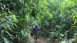Sơn La: Chi trả trên 178 tỷ đồng dịch vụ môi trường rừng cho hơn 40.000 chủ rừng
