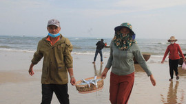 Quảng Nam: Mùa biển động, ngư dân vẫn bội thu