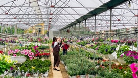 Về cố đô ngắm làng hoa rộn ràng vào Tết
